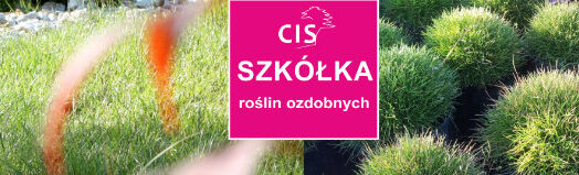 cis_ogrody_szkolka_roslin_ozdobnych